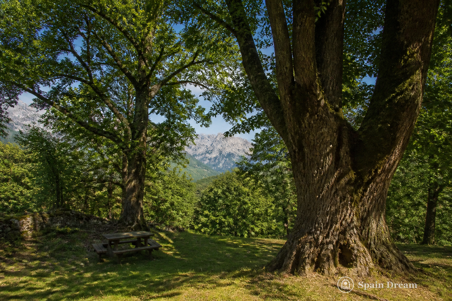 Старые каштаны в роще Эль-Абарио у Пендеса